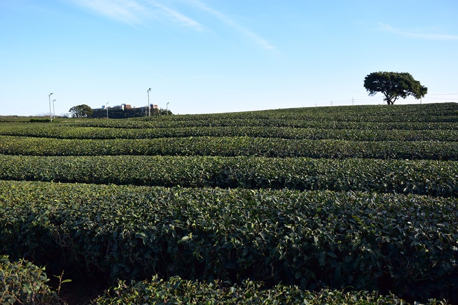 ミュージアムの前にある、緑の畝が美しい茶畑。