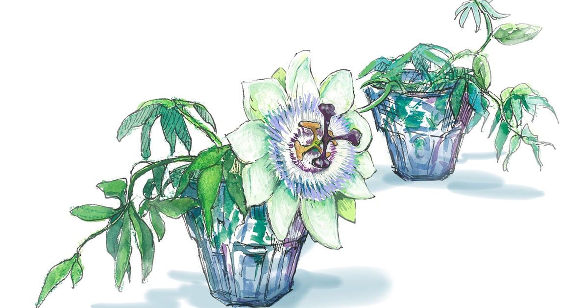 7月6日の花 時計に似たトケイソウ パッションフルーツ付きに会えることも 今日 花を飾るなら ブルームカレンダー