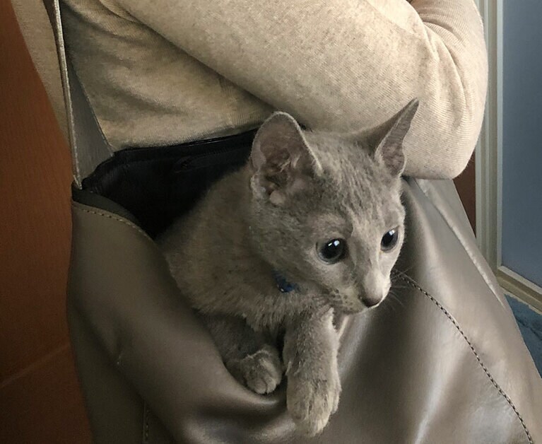 レオン ♂ 2歳。触らせてくれないけど憎めない、お散歩が大好きなロシアンブルーです。