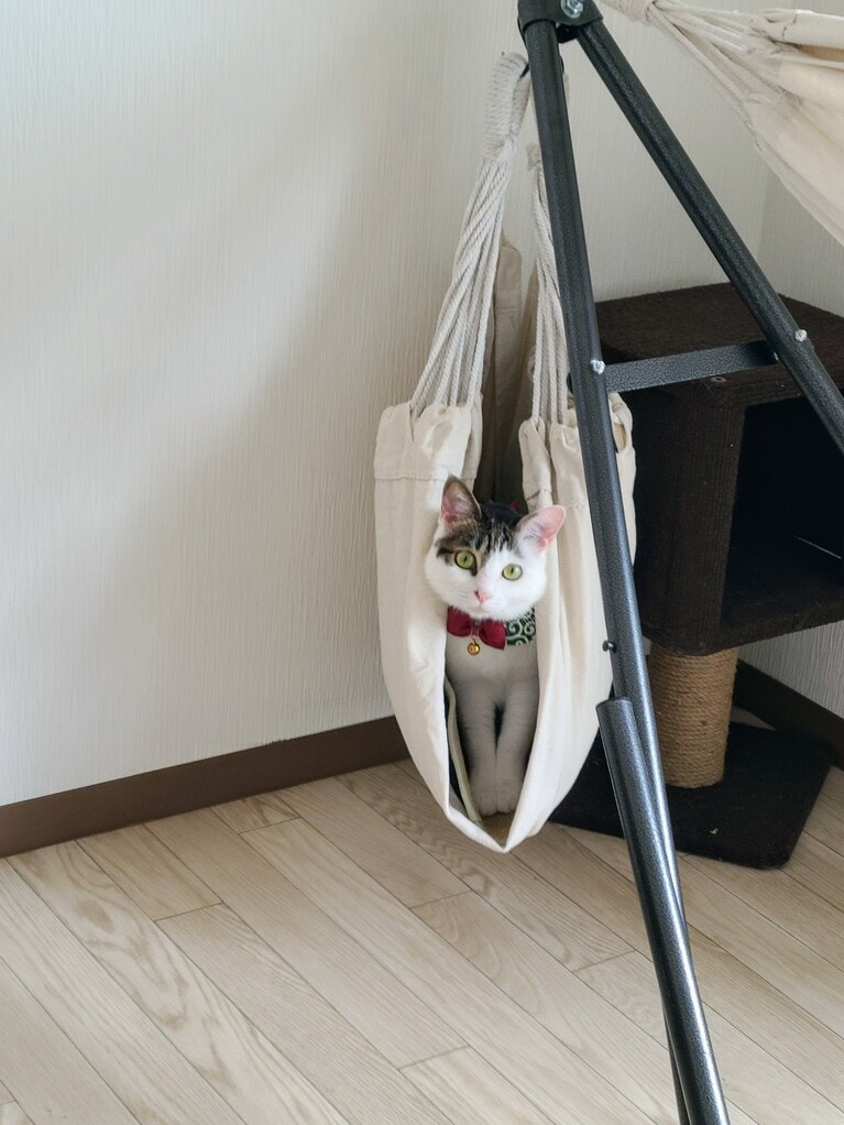 むぎ ♀ 5歳。ハンモックからこんにちは（ちょび吉さん）