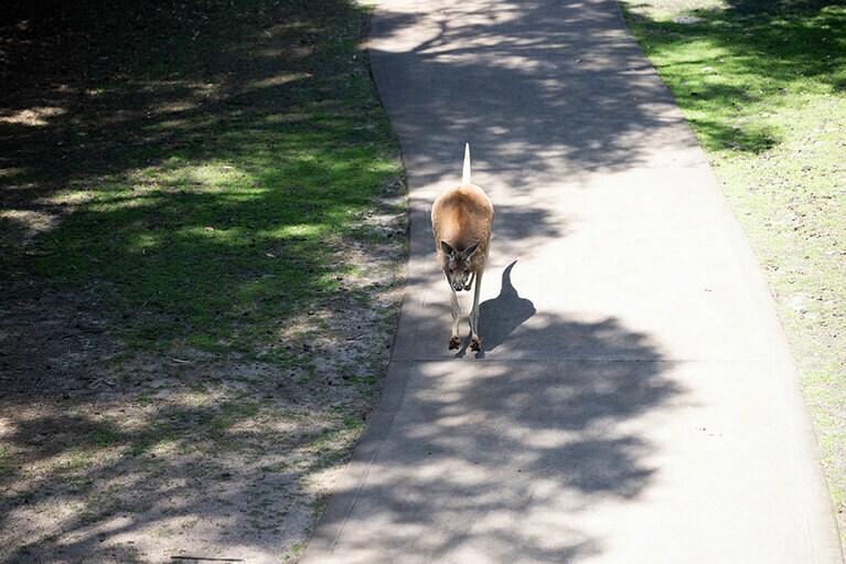 道を歩くカンガルー。