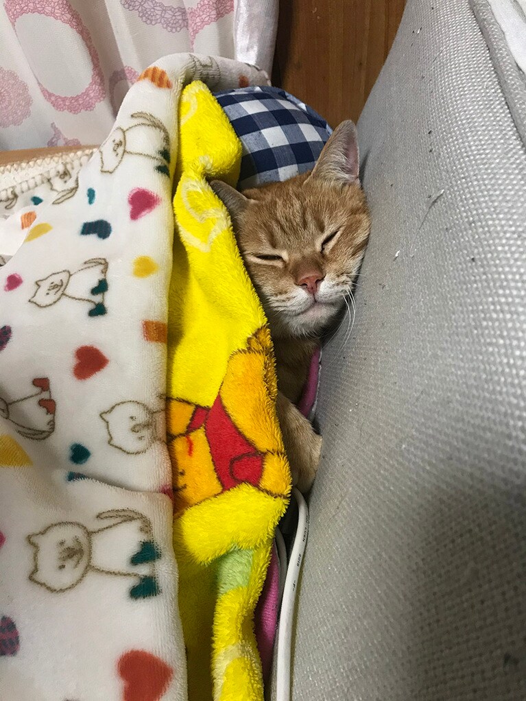 茶之松 ♂ 6歳。お獅子の鼻。