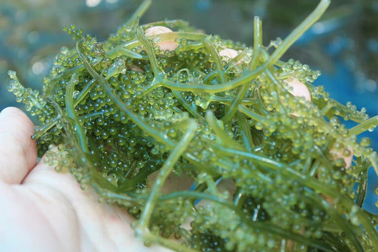 ぷちぷち食感でお馴染みの海ぶどうは保湿効果が期待できるという。