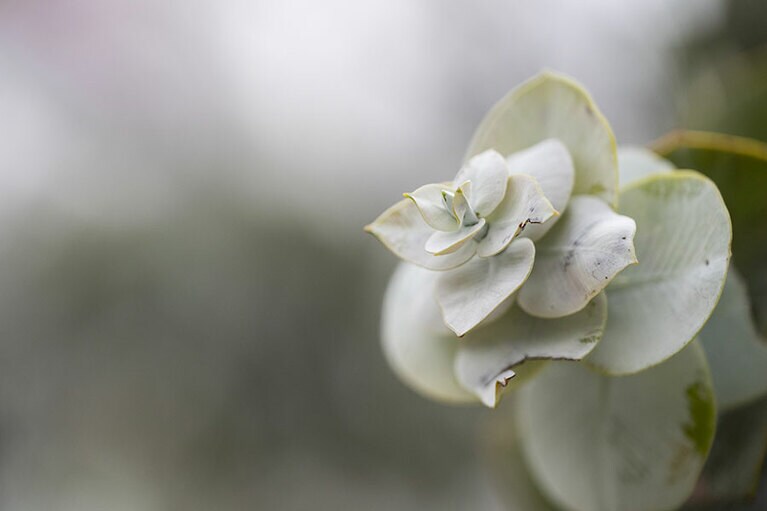 キングスパーク。