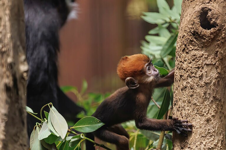 チョコとミント。