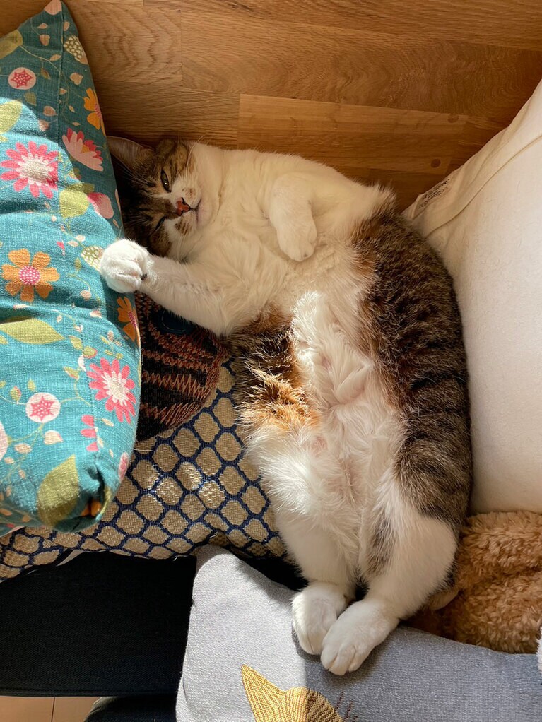 たび ♀ 3歳。いつもは警戒心が強いたびですが、窓際のクッションの上でポカポカな陽射しを浴びて、つい無防備に寝ちゃったところが、何だかんだ飼い主に心許してくれてるんだなーと感じて愛おしい♡