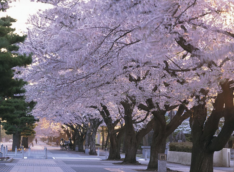 官庁街通りの桜。