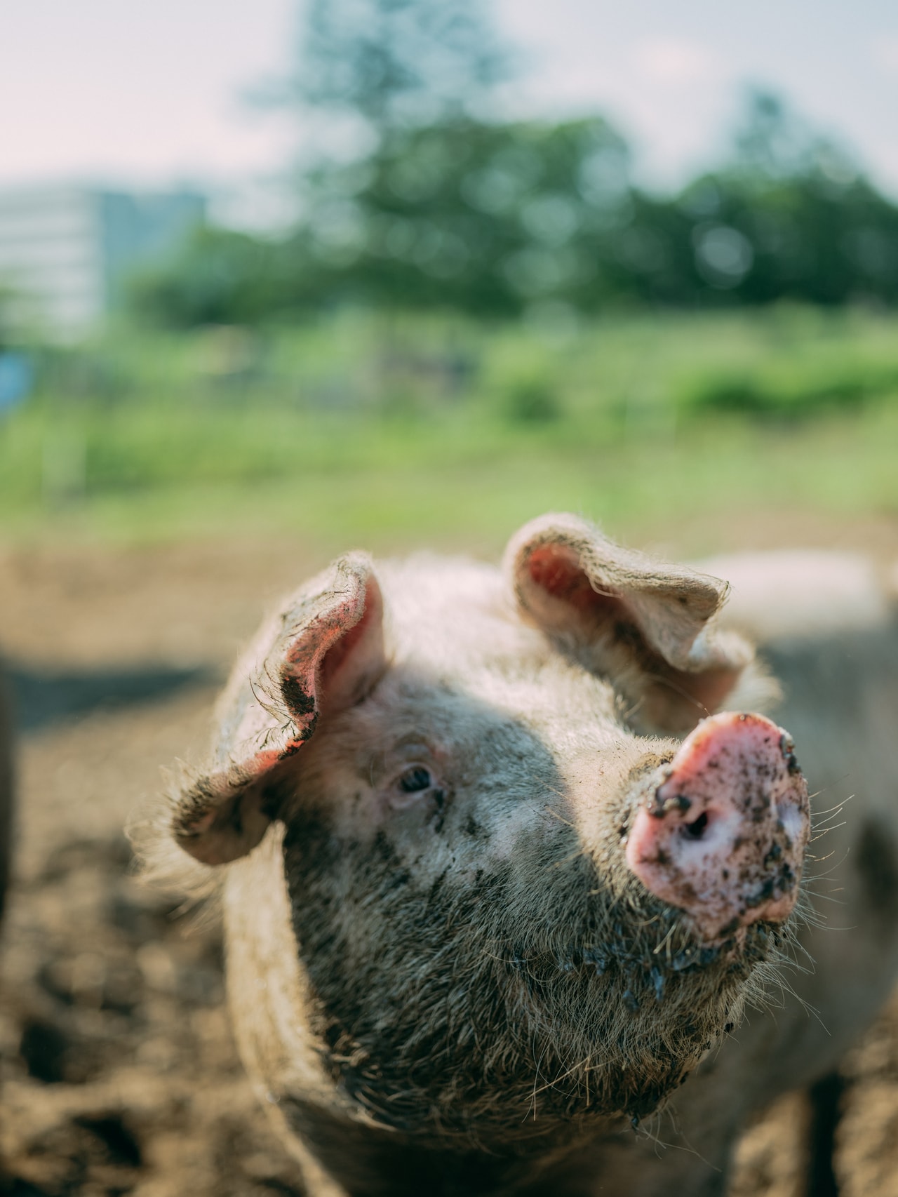 北海道十勝の放牧豚「雪あかり」にて。2024年6月28日