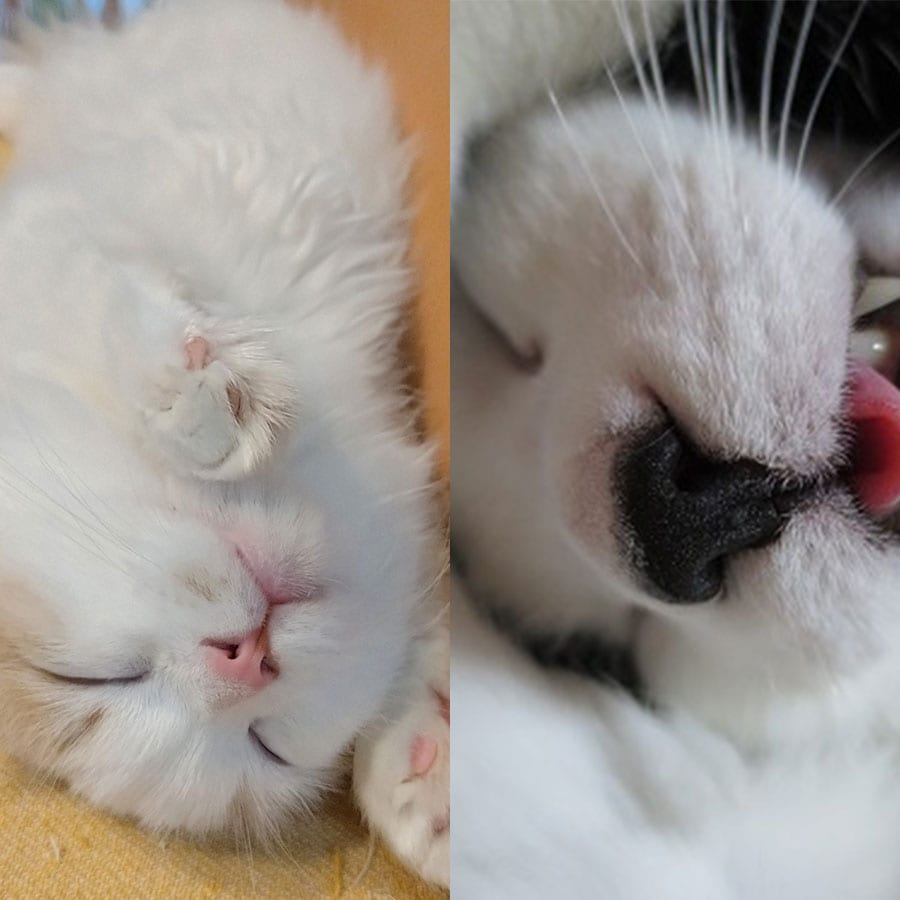 「かわいいニャングランプリ2026」【2】眠る姿が最高の癒し！ すやすや部門の発表です！