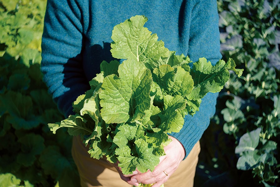 採れたての野菜はみずみずしく、生でかじってもイケる。