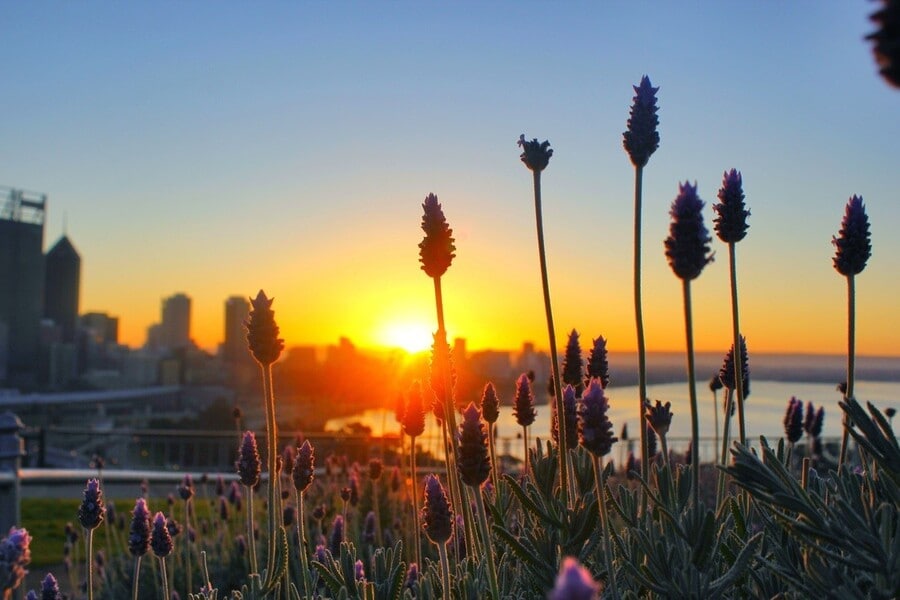 夕暮れどきのキングス・パークで眺める夕日。Photo：Daniel Paletz