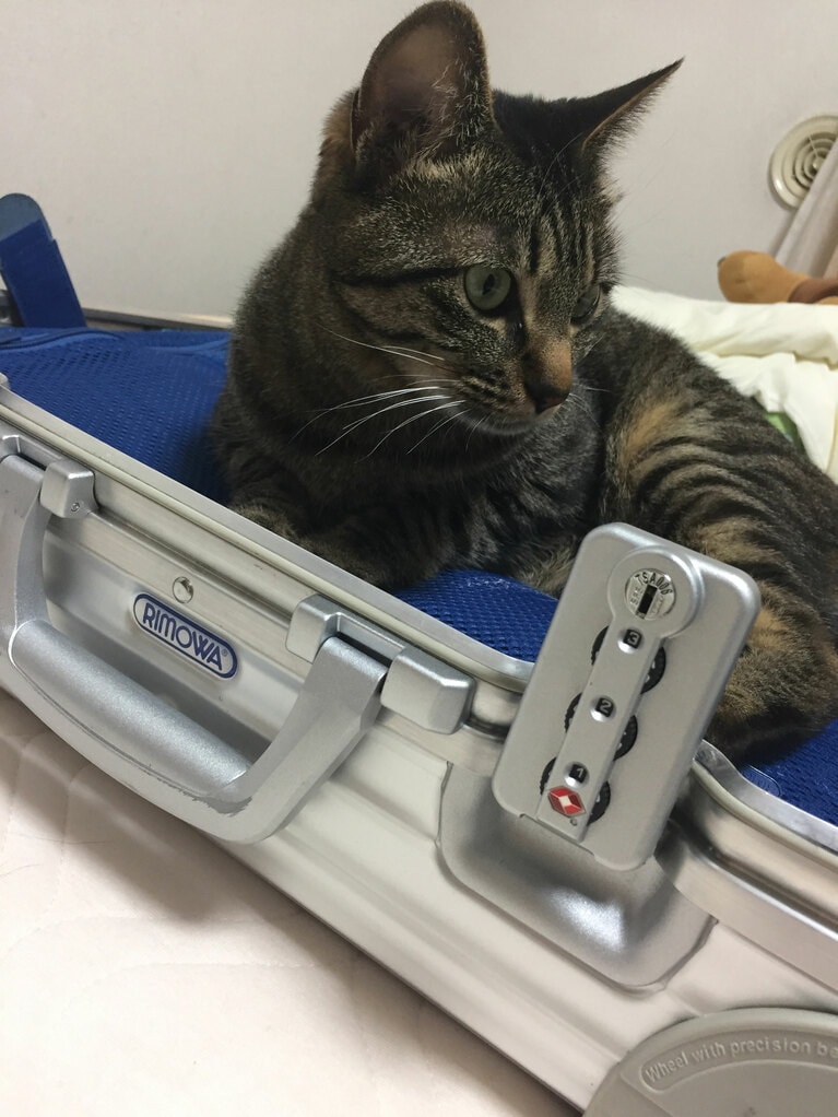 マリン ♀ 9歳。「マリンさんは、甘えん坊で来客があると絶対に出てこない子、人見知りさんです」（飼い主さんより）。