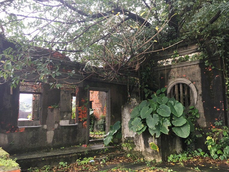 建物内にはまるで植物園のごとく草木が自由に育っています。