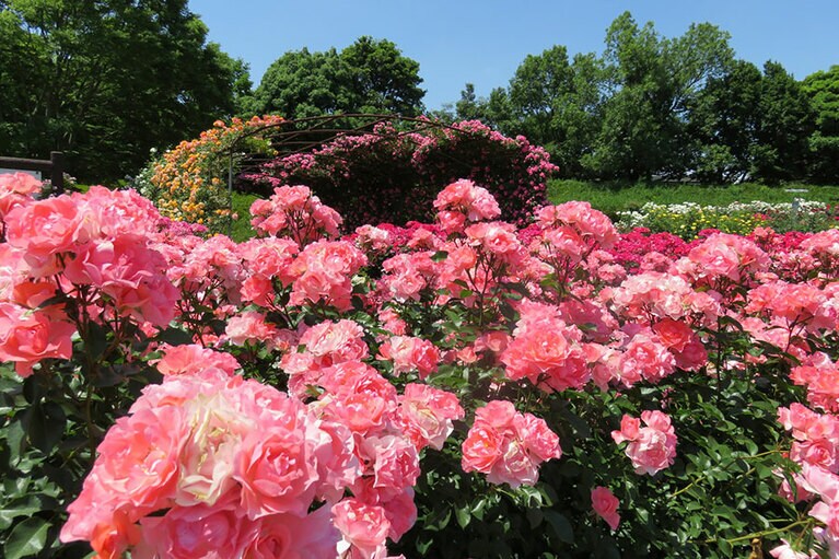 【熊本県】熊本県農業公園 カントリーパークのバラ園。