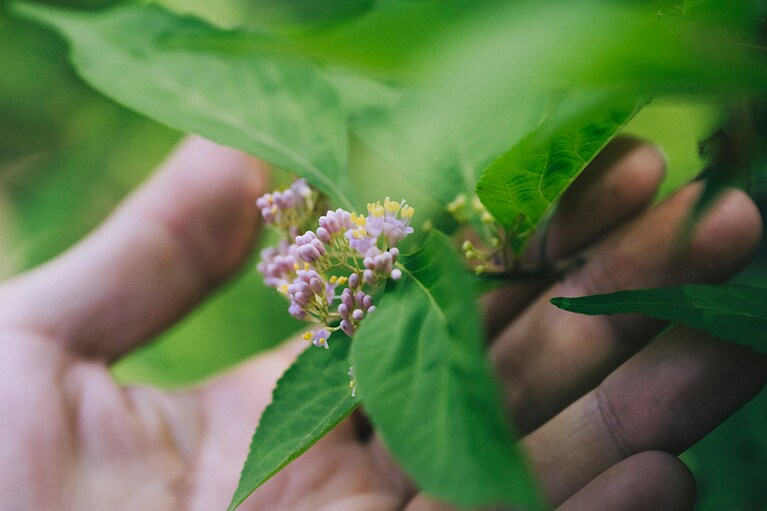 ムラサキシキブをじっくり見ると、淡い色彩が美しく、花の形もさまざま。