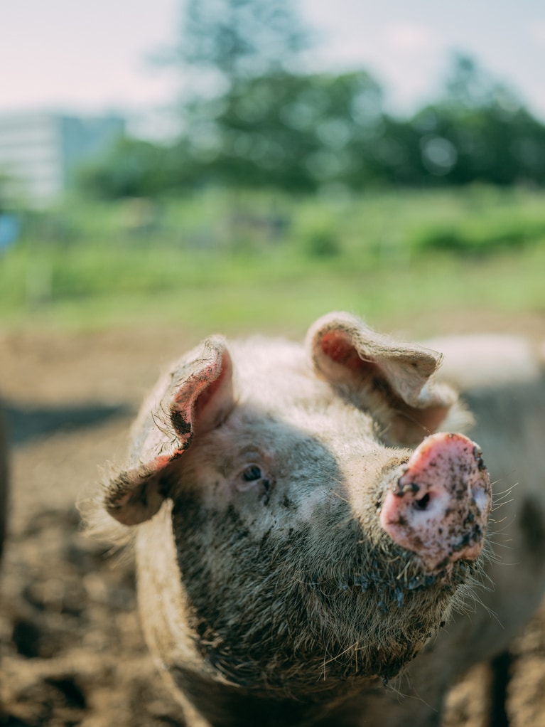 北海道十勝の放牧豚「雪あかり」にて。2024年6月28日