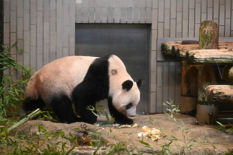 上野動物園でのシャンシャンの最後の公開日。この約1カ月前から抽選での観覧となった。終盤はパンダ舎で泣き崩れる人も。シャンシャンの首の辺りの毛が短くなっているのは、寝台をくぐってこすれたため。2023年2月19日。