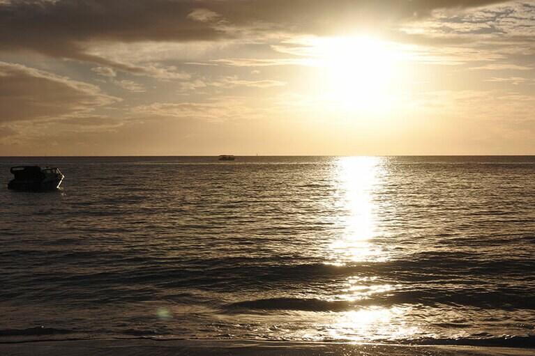 日没後、しばらくすると、イルカたちは桟橋へやってきます。