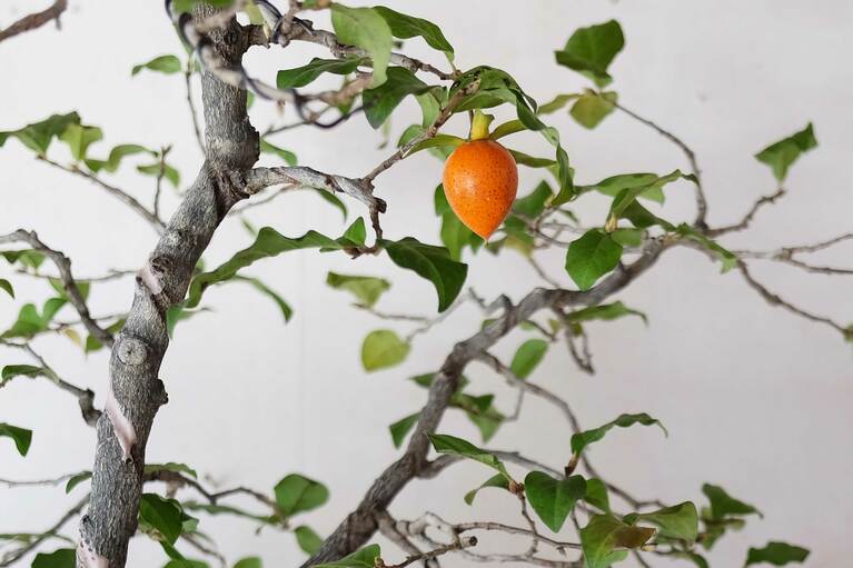 小さな実を付ける。