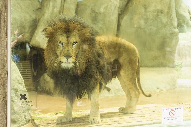 ライオン。たてがみが立派です。色が黒かったり濃かったりするのは強さの象徴だそう！　単独行動をするネコ科の動物のなかで唯一群れで行動します。ライオンの狩りというとオスが猛々しく獲物を狙っているところを想像しますが、狩りは概ねメスの役割。