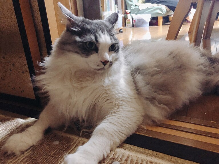 くぅちゃん ♂ 5歳。とても凛々しいお顔をしていたので、カメラを向けました