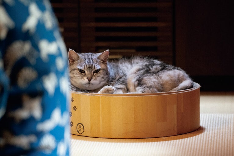 お気に入りの“バリバリボウル”でくつろぎつつ、「ニンゲンの会話も、ちゃんと聞こえてますよ」のトトちゃん。10月で14歳だが、「身体が若い」と、岩合さんからお墨付きをいただいた。