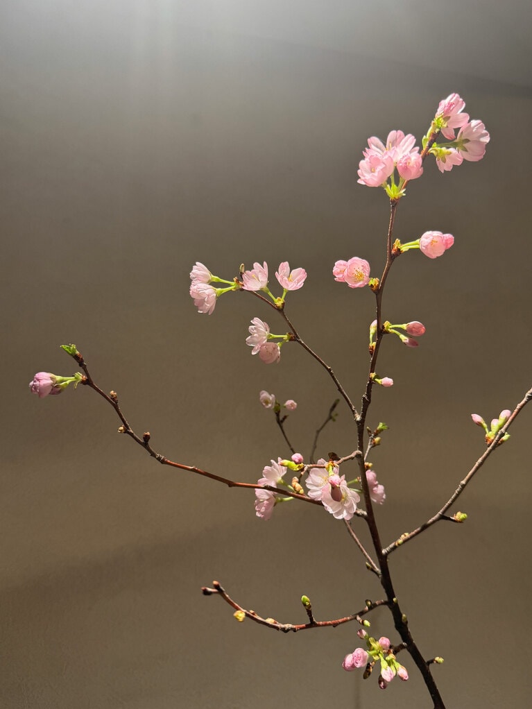春になると、窓から遠くに見える桜の花。