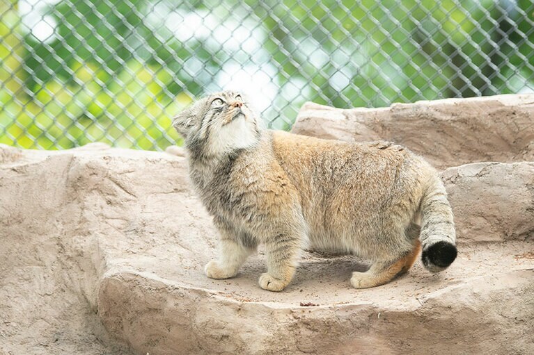 埼玉県こども動物自然公園のマヌルネコ。