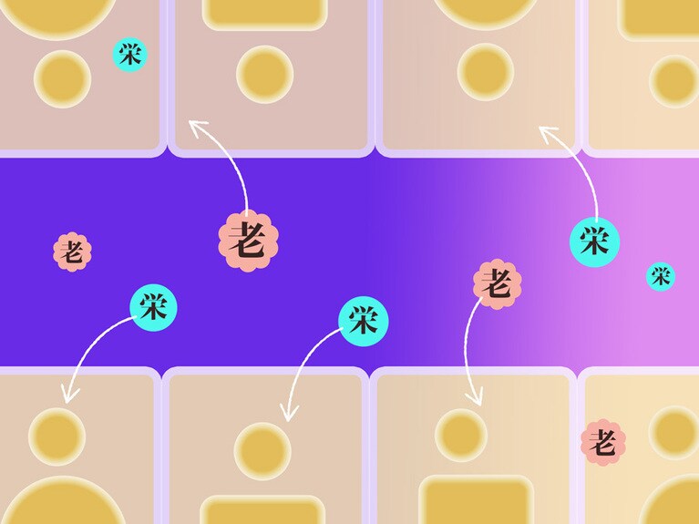 上記の六角形の組織を拡大した図。血管内で、老廃物は解毒し、栄養素は使いやすい形に合成する。脂肪肝になると肝細胞の中に脂肪が増えて血液の流れを滞らせる。