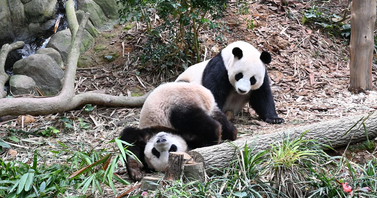 シンガポールで初めて生まれたパンダ 上野のシャオシャオ＆レイレイと同じ 2歳という早さで来年中国へ