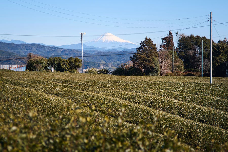 清水灯台から西へ向かい、大井川を越える。高台に広がる茶畑で採れた茶は、清水港から輸出された。