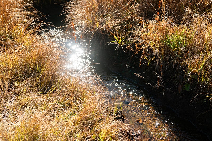 湿原の中には、透明度の高い水が流れる小川も。