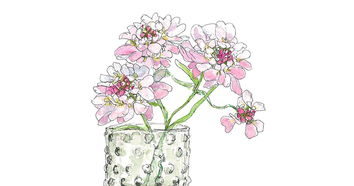 3月18日の花 イベリス かしげるような姿が愛らしい 今日 花を飾るなら ブルームカレンダー