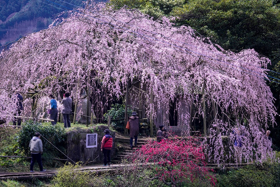 石畳東のしだれ桜。