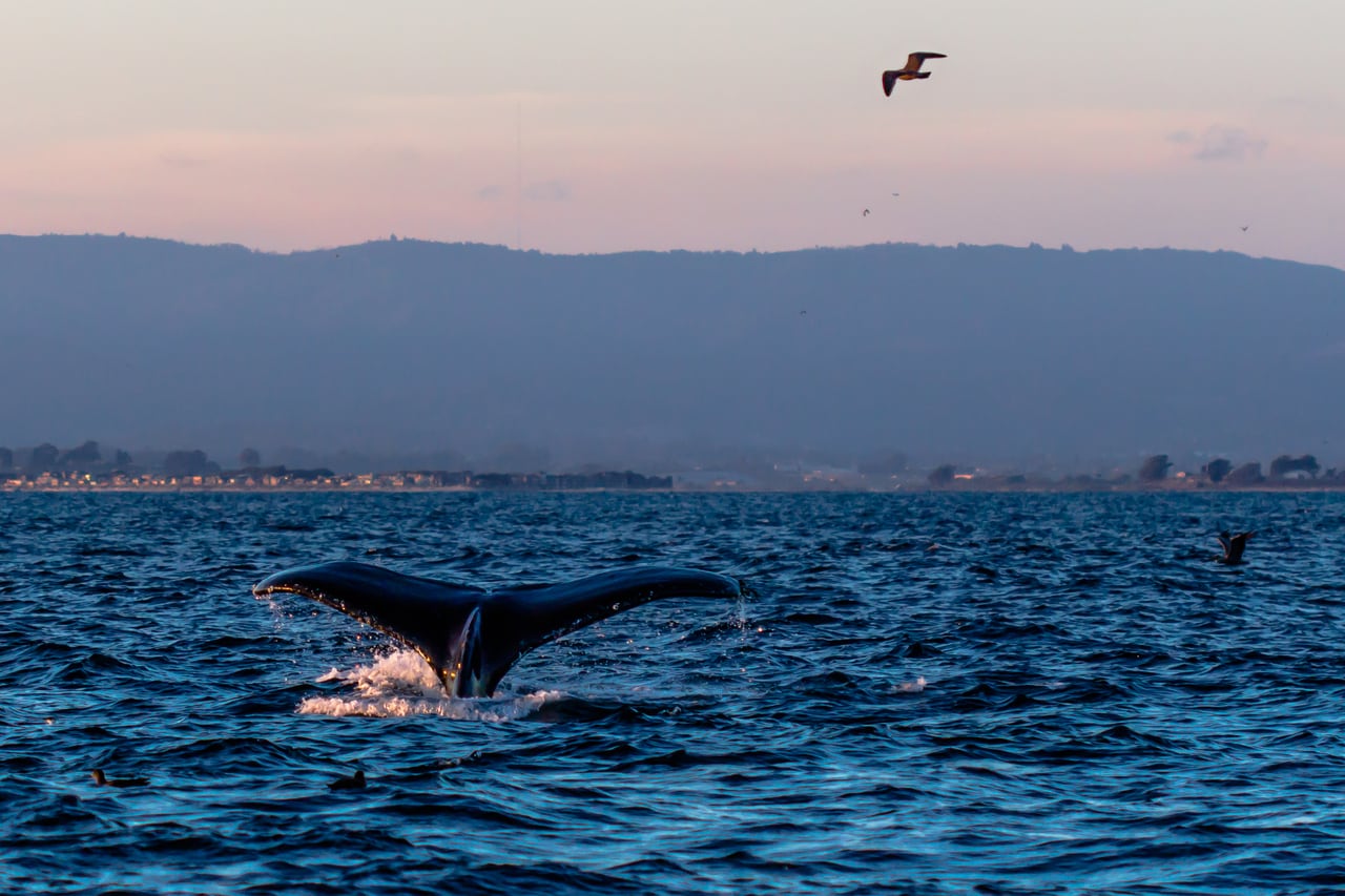 一年を通してクジラがウォッチできるとか！　なんと私にとってキング・オブ・ホエールのシロナガスクジラまでも！　photo by SeeMonterey.com