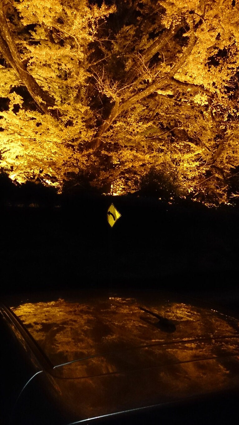 【熊本県】下城の大イチョウ。