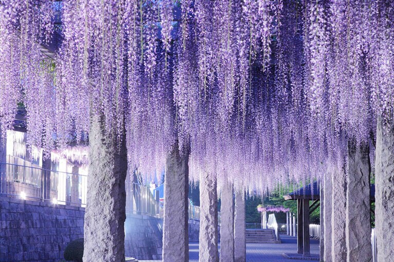 藤岡ふじまつり／群馬県