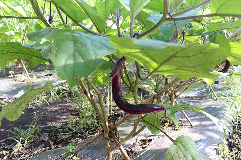 畑で育てられた茄子。ツヤツヤでおいしそう。