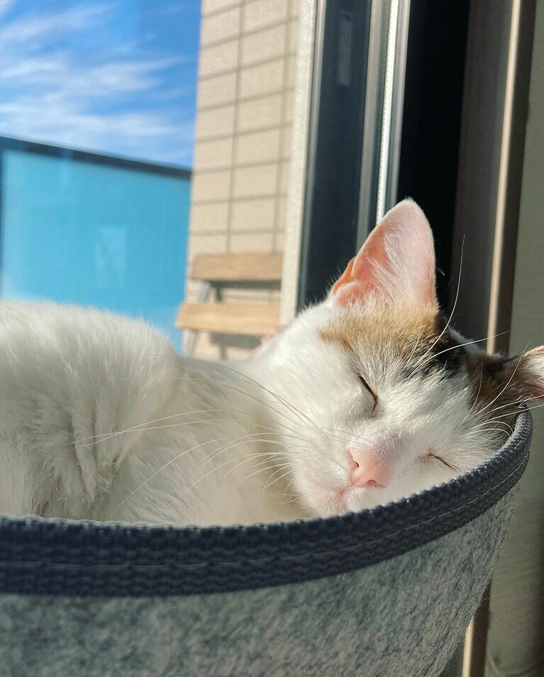 塩豆 ♀ 13歳。日向ぼっこが大好きな塩豆。いろんな姿で光を浴びています（おざきさん）