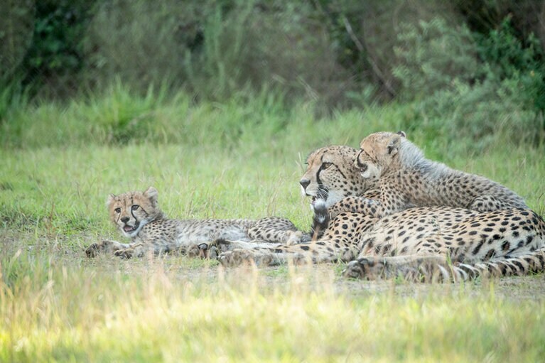 優しいお母さんチーター、ズラヤ。お父さんは分からず、DNA鑑定中。