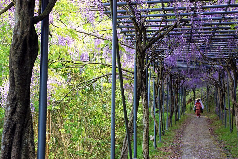 日本一の藤棚ロード／和歌山県