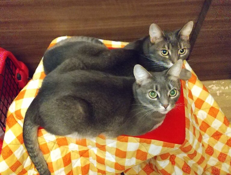 MIMI ＆ KIKI ♀ 3歳。一緒に産まれた姉妹ですが、仲が悪くなかなかツーショットが撮れないんです。 珍しくこたつの上で一緒にいた時に、カメラ目線で撮れた奇跡の１枚です！