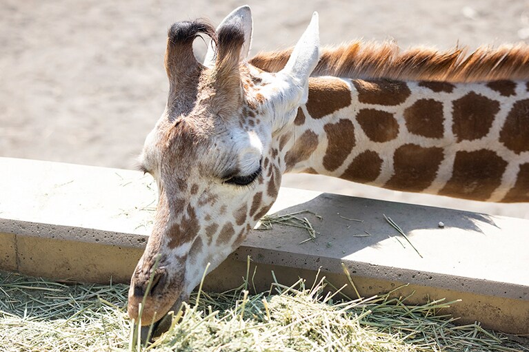 元気に餌を食べるあさひ。