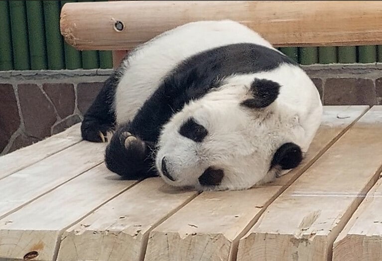 28歳の誕生日のタンタン。この約半年後に息を引き取った（2023年9月16日）。