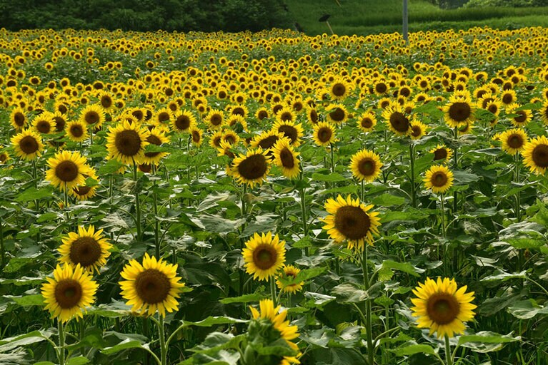 沢谷熊見地域のひまわり。