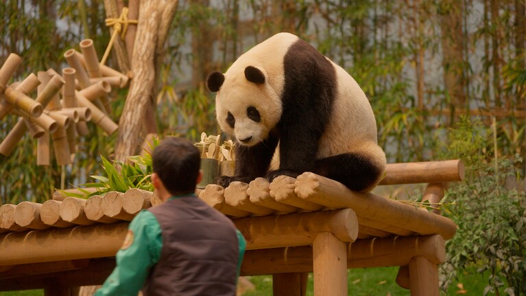 ©2024 ACOMMZ and EVERLAND RESORT. All rights reserved