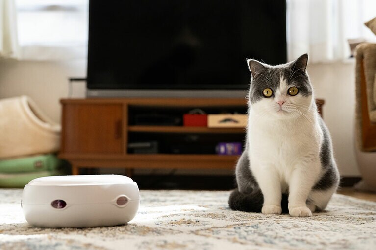 スマートキャットトイ「電動ねこじゃらし おもちゃ」と初対面のうーちゃん。