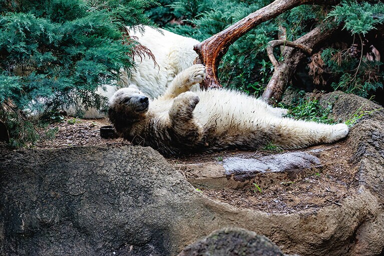 イッちゃんとライ。