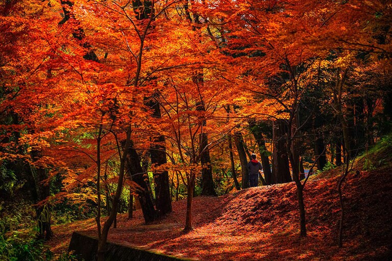【三重県】水沢のもみじ谷。
