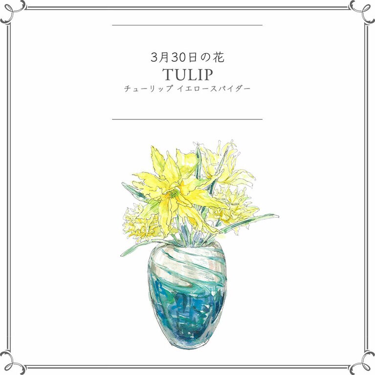 3月30日の花「チューリップ イエロースパイダー」